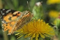 Butterfly Thistle Or Burdock Sits On A Dandelion Flower Scattering