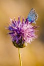 Butterfly on Thistle Flower in bloom in the field Royalty Free Stock Photo