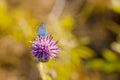 Butterfly on Thistle Flower in bloom in the field Royalty Free Stock Photo