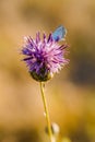 Butterfly on Thistle Flower in bloom in the field Royalty Free Stock Photo