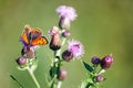 Butterfly on a thistle flower Royalty Free Stock Photo