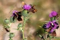 Butterfly on thistle