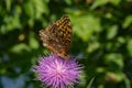 Butterfly and Thistle Royalty Free Stock Photo