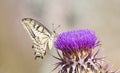 Butterfly On A Thorn (Papilio Machaon) Royalty Free Stock Photo