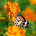 Butterfly Tiger or Danaus genutia with orange flower background Royalty Free Stock Photo