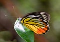 Butterfly tiger island yellow flower Royalty Free Stock Photo