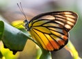 Butterfly tiger island yellow flower Royalty Free Stock Photo
