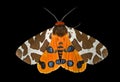 Butterfly tiger-moth (Arctia caja) 1