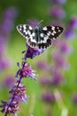 Butterfly (Tirumala hamata orientalis) Royalty Free Stock Photo