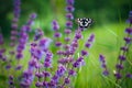 Butterfly (Tirumala hamata orientalis) Royalty Free Stock Photo