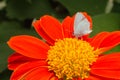 Butterfly on Tithonia rotundifolia .A small butterfly perched on