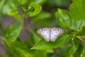 Butterfly top down view on a green leafy bush Royalty Free Stock Photo