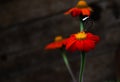 A butterfly on top of a reddish flower Royalty Free Stock Photo