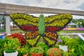 Butterfly topairy displayed at Epcot