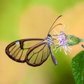 Butterfly with transparent `glass` wings Greta oto closeup sitting and drinking nectar