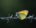 A butterfly trapped on barbed wire Royalty Free Stock Photo