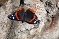 Butterfly on tree. Beautiful black butterfly with orange spots. Royalty Free Stock Photo