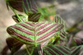 Butterfly tree, Butterfly leaves