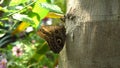 Butterfly on tree