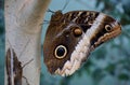 Butterfly on tree. Royalty Free Stock Photo