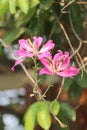 Butterfly Tree and have pink flower bloom in the garden. Royalty Free Stock Photo