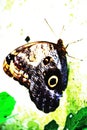 Butterfly and leaf of a tree, abstract photo capturing this beautiful creature in a short moment of his life