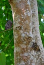 Butterfly on a tree