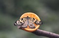 Butterfly - Tree Nymph Royalty Free Stock Photo