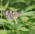 Butterfly,Tree Nymphs,Idea ieuconoe