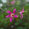 Butterfly Tree, Orchid Tree, Purple Bauhinia close-up on the blurred background