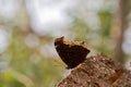 Butterfly on tree stump Royalty Free Stock Photo