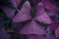 Butterfly triangle leaf natural background, Oxalis purpurea tree common called shamrocks plant, Gardening and plant for hobby