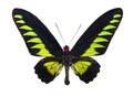 Butterfly Trogonoptera Brookiana