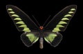 Butterfly Trogonoptera brookiana
