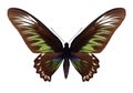 Butterfly Trogonoptera brookiana female