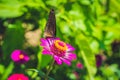Butterfly on a tropical flower in a butterfly park Royalty Free Stock Photo
