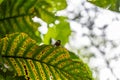 Butterfly on tropical leaf Peru rainforest Royalty Free Stock Photo