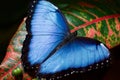 A butterfly on a tropical leaf Royalty Free Stock Photo