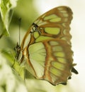 Butterfly on a tropical plant Royalty Free Stock Photo