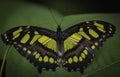 Butterfly on a tropical plant Royalty Free Stock Photo