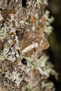 Butterfly in the Trunk of an Oak