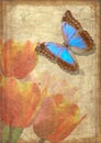 Butterfly and tulips on old vellum Royalty Free Stock Photo