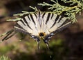 Butterfly On A Twig (Papilio Machaon) Royalty Free Stock Photo