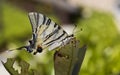 Butterfly On A Twig (Papilio Machaon) Royalty Free Stock Photo