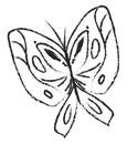 Sketch of a black and white butterfly isolated on white background viewed from the front, vector or color illustration Royalty Free Stock Photo