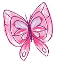 Drawing of a pink butterfly isolated on white background viewed from the front, vector or color illustration