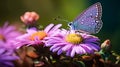 Macro Shot Of Purple Hairstreak Butterfly On Daisy Royalty Free Stock Photo