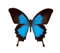 Butterfly Ulysses isolated on a white. Royalty Free Stock Photo
