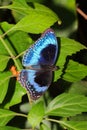 Butterfly - Ulysses Butterfly - Papilio ulysses Royalty Free Stock Photo