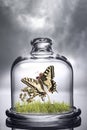Butterfly under the protection of a glass cap. Environmental Royalty Free Stock Photo